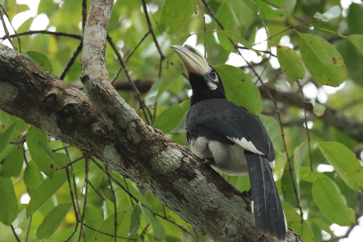 Oriental Pied-Hornbill - ML646586233