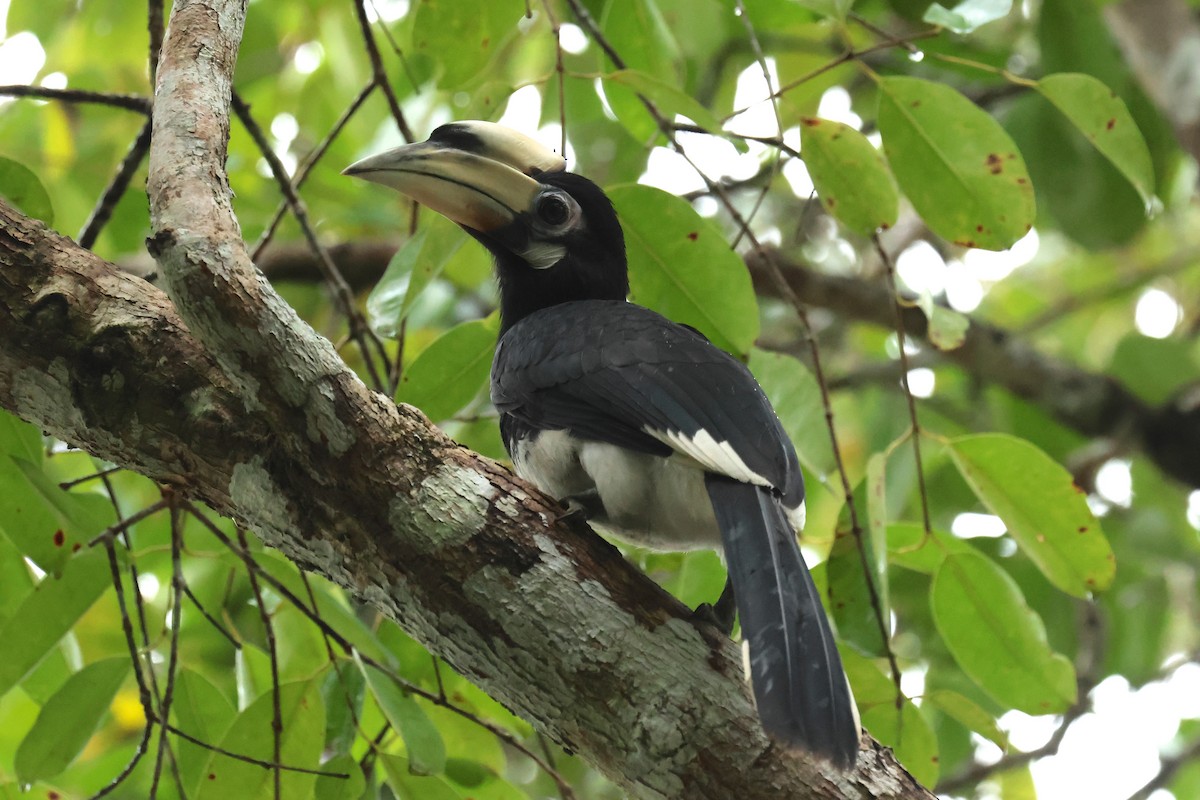 Oriental Pied-Hornbill - ML646586234