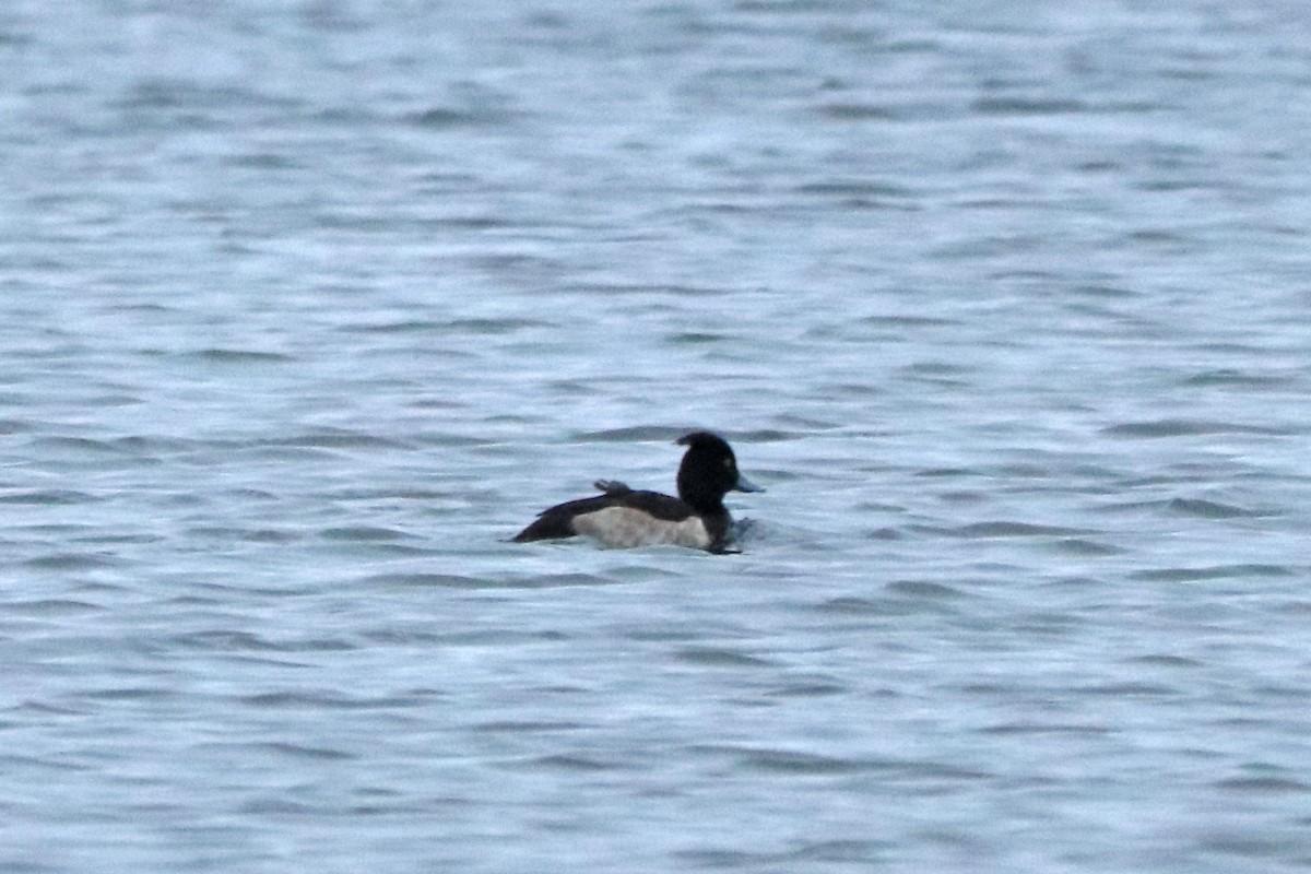 Tufted Duck - ML646586235