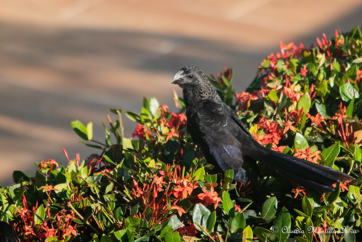 glattnebbani - ML646586236