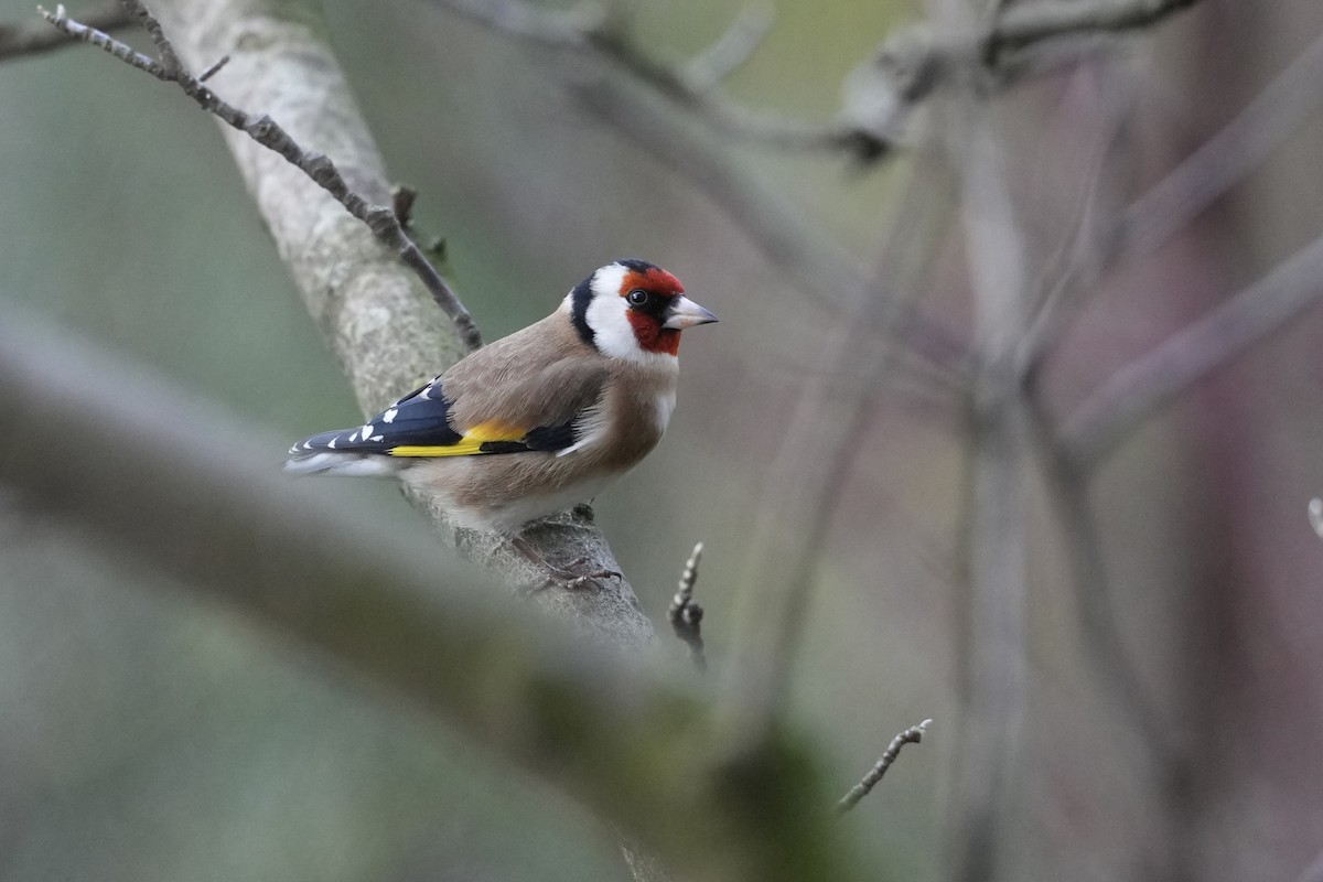 Бор бужирга - ML646586237