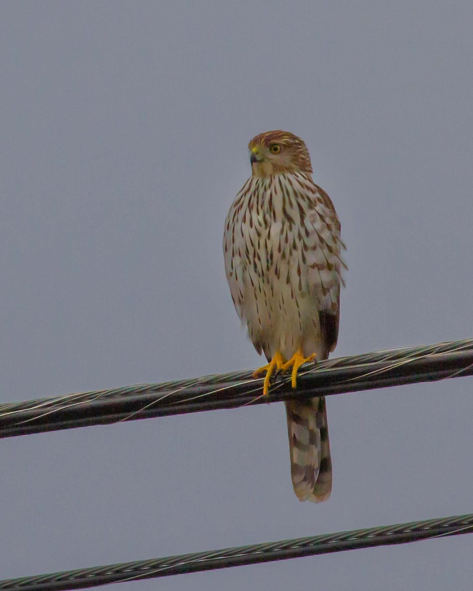 Cooper's Hawk - ML646586240