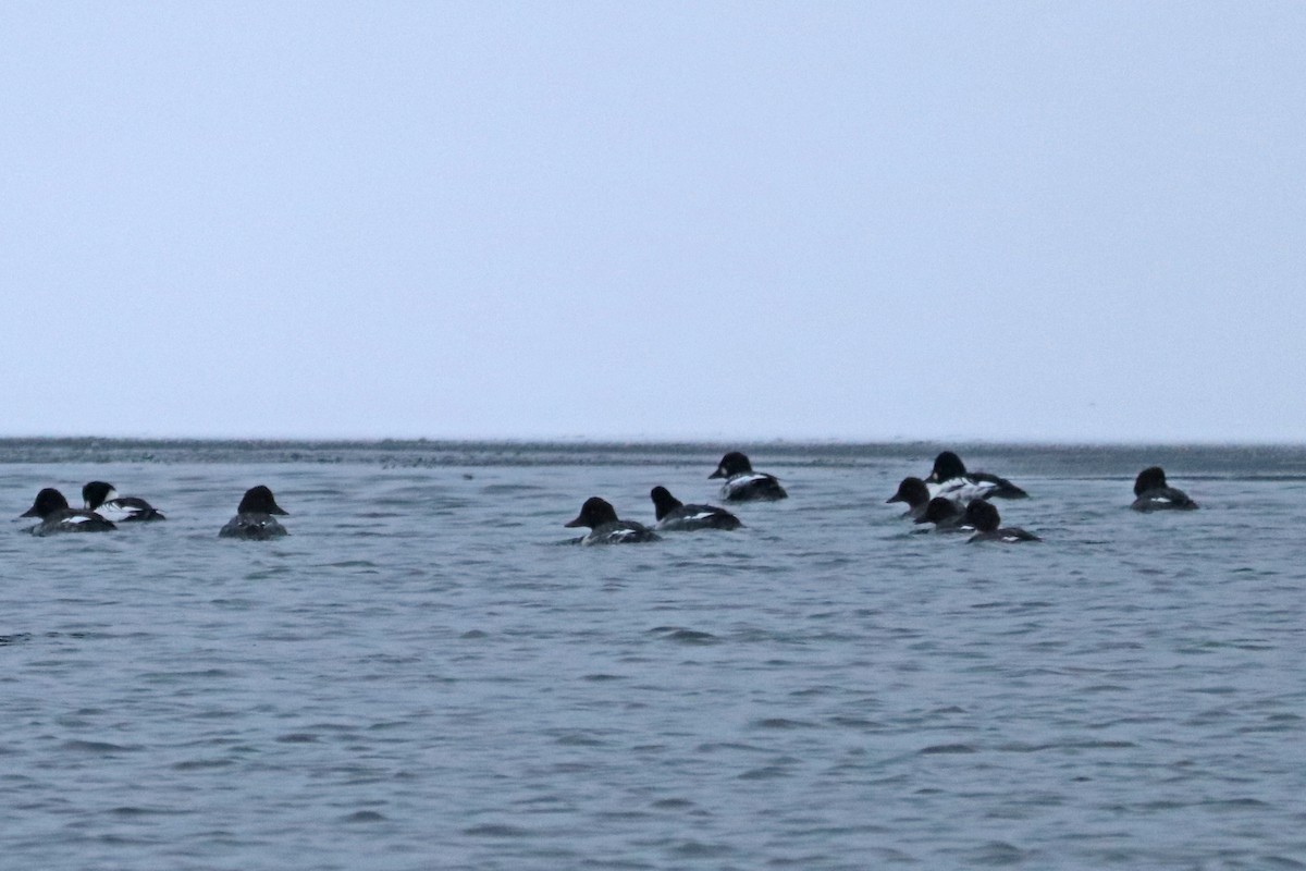 Common Goldeneye - ML646586241