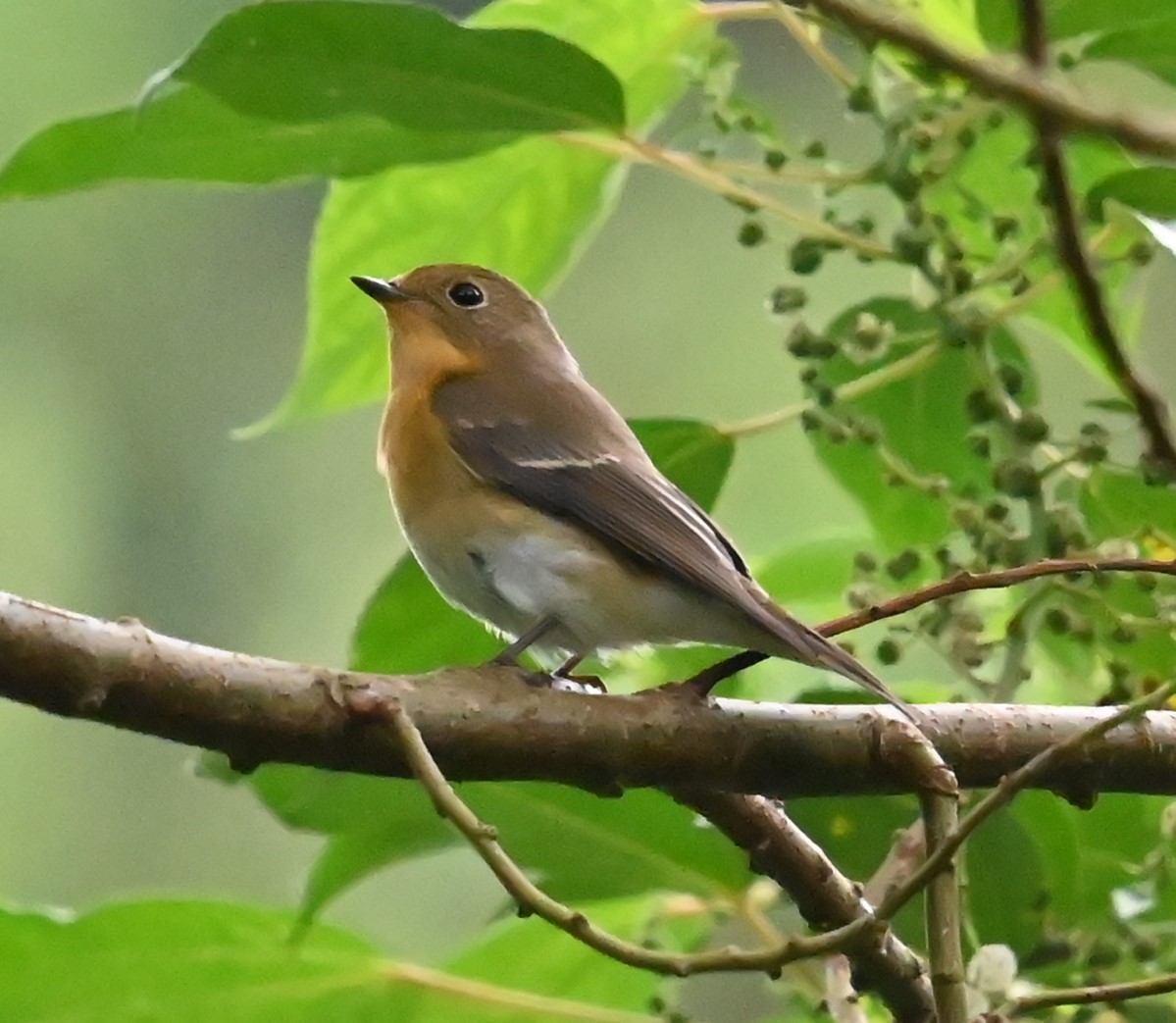 Mugimaki Flycatcher - ML646586243