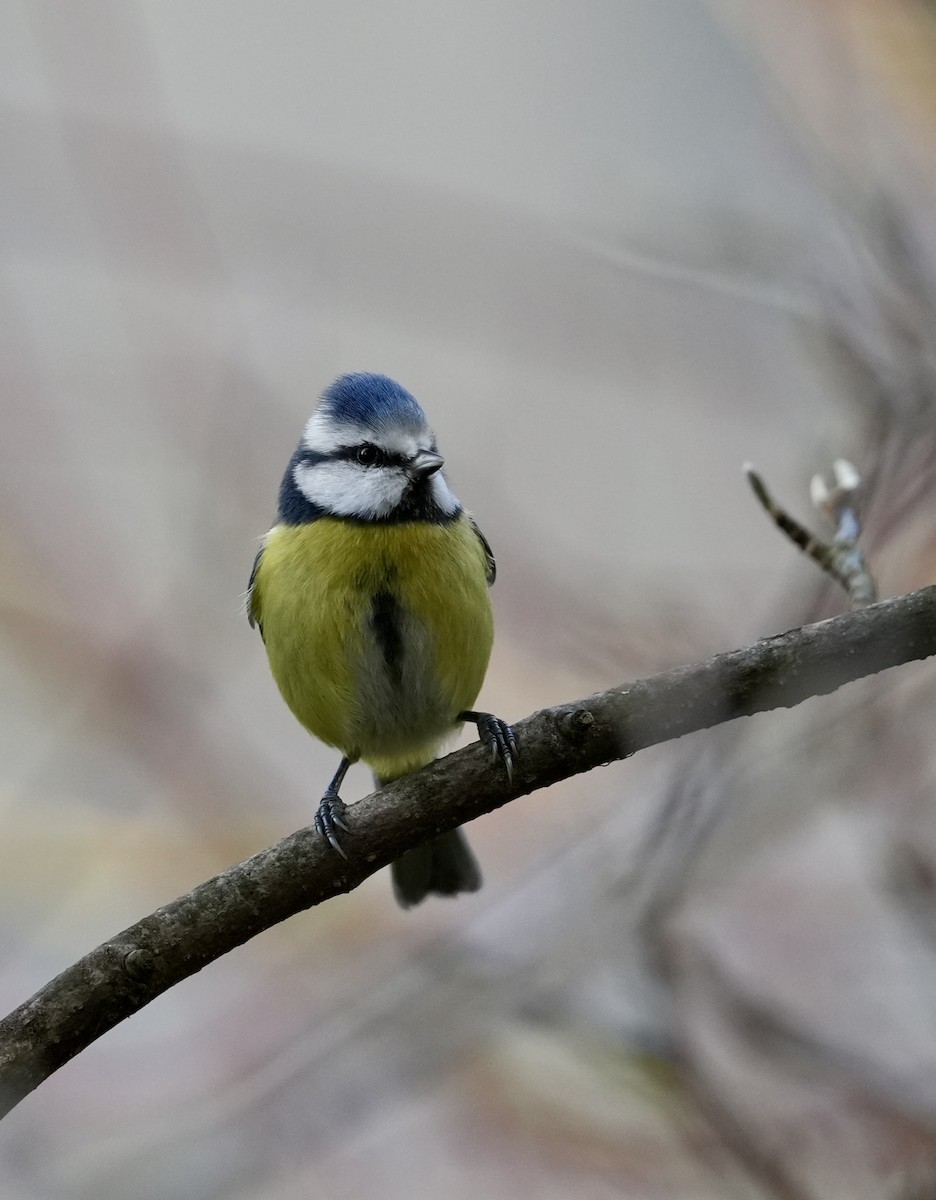 Amilotx urdin europarra - ML646586244