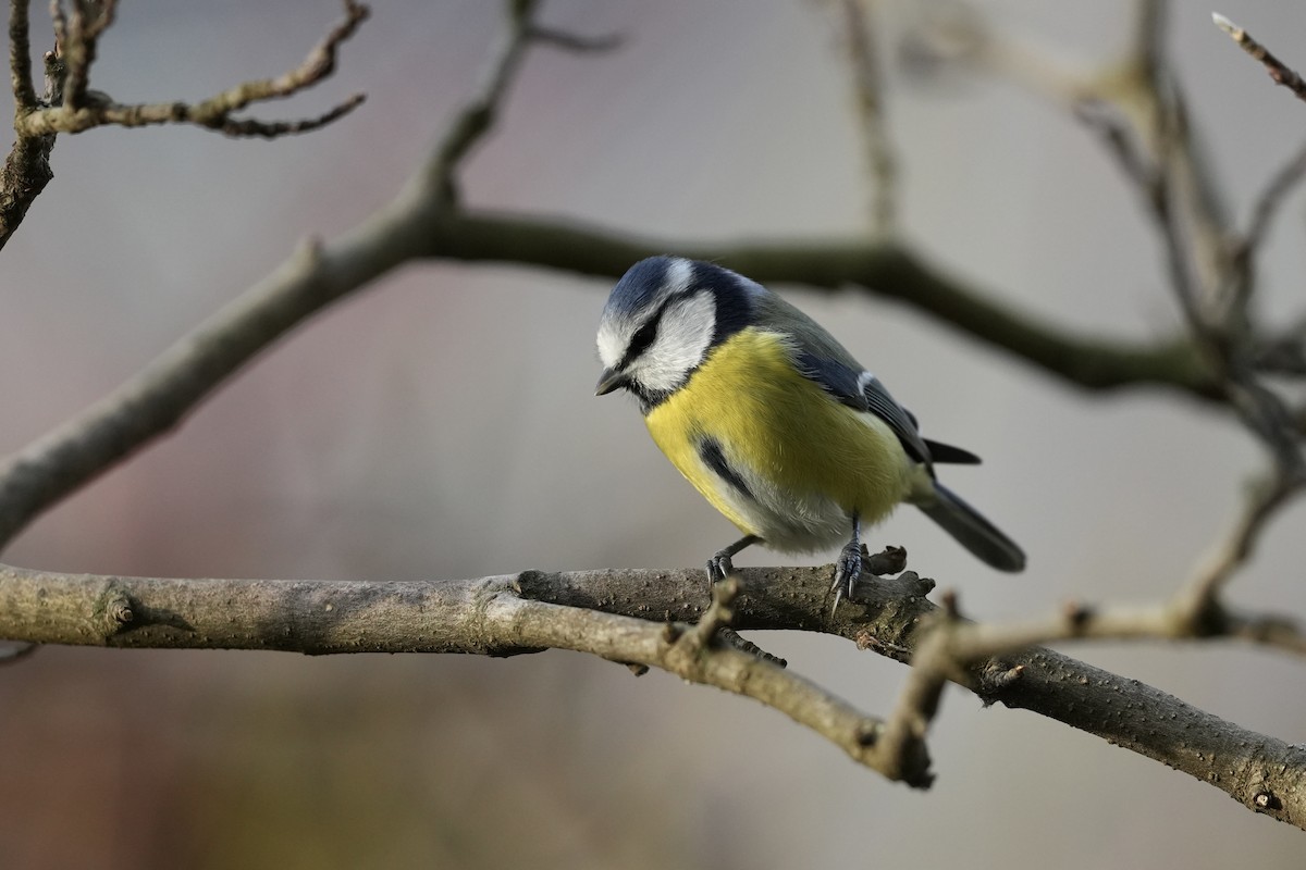 Amilotx urdin europarra - ML646586245