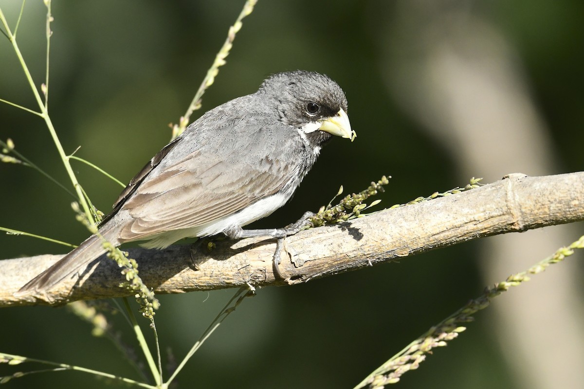 Çift Halkalı Tohumcul - ML646586249