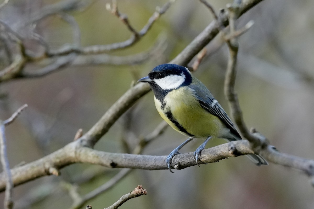 Их хөх бух - ML646586251