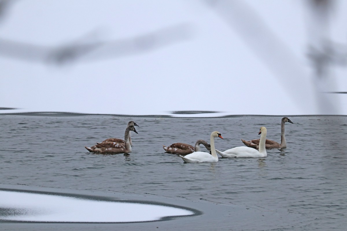 Mute Swan - ML646586255