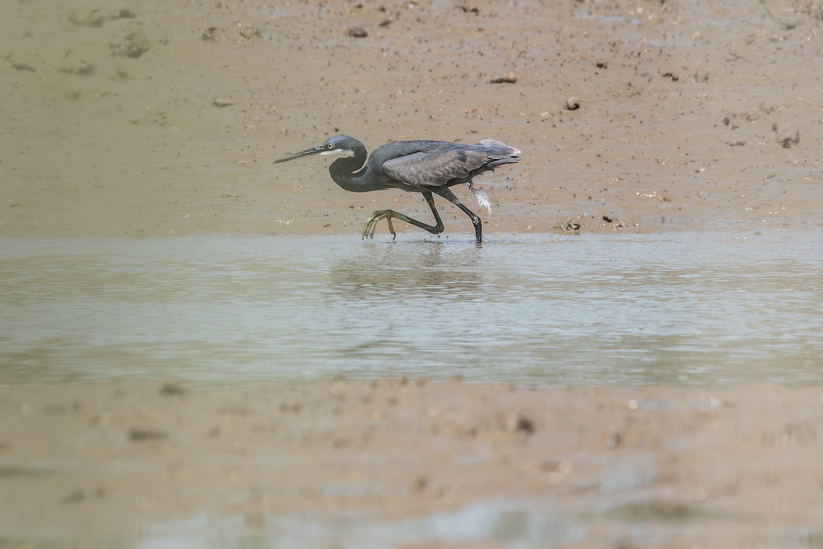 Western Reef-Heron (Western) - ML646586258