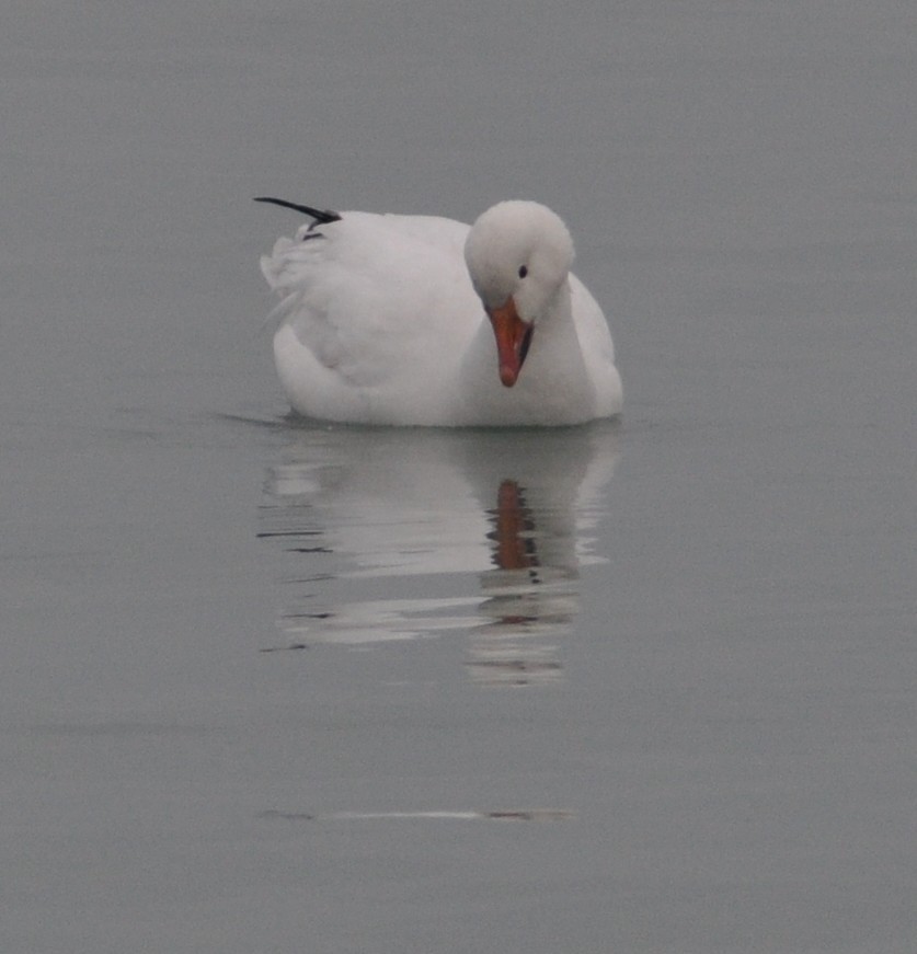 Snow Goose - ML646586259