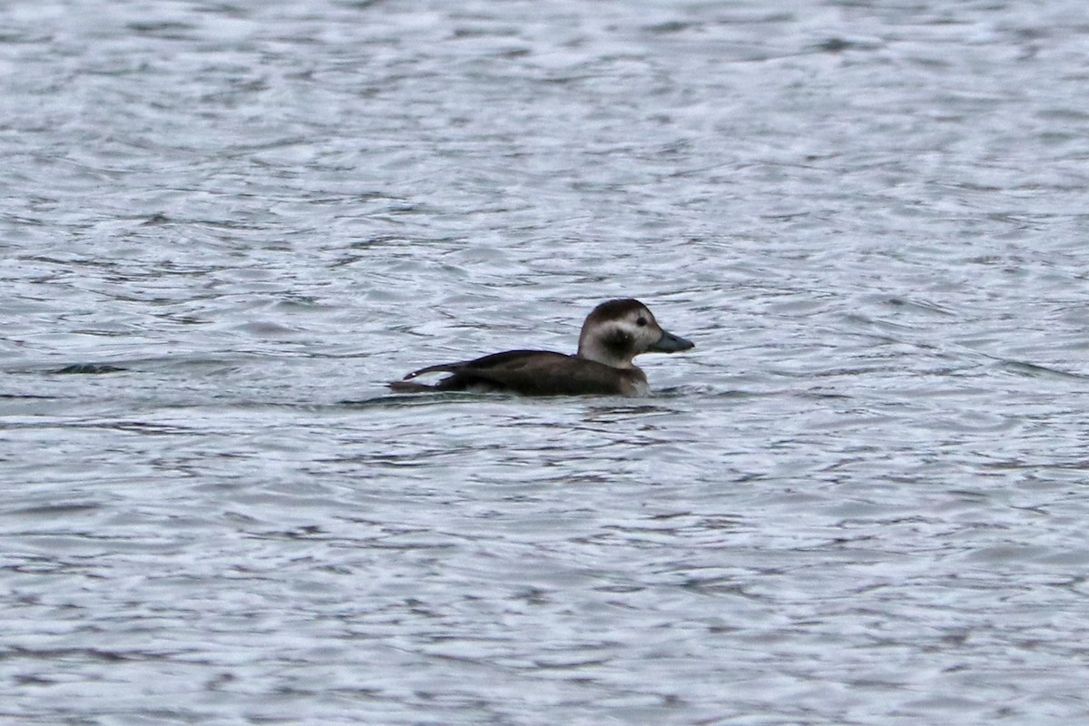 Long-tailed Duck - ML646586261