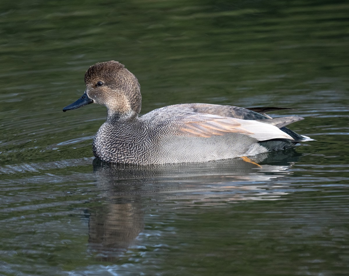Gadwall - ML646586263