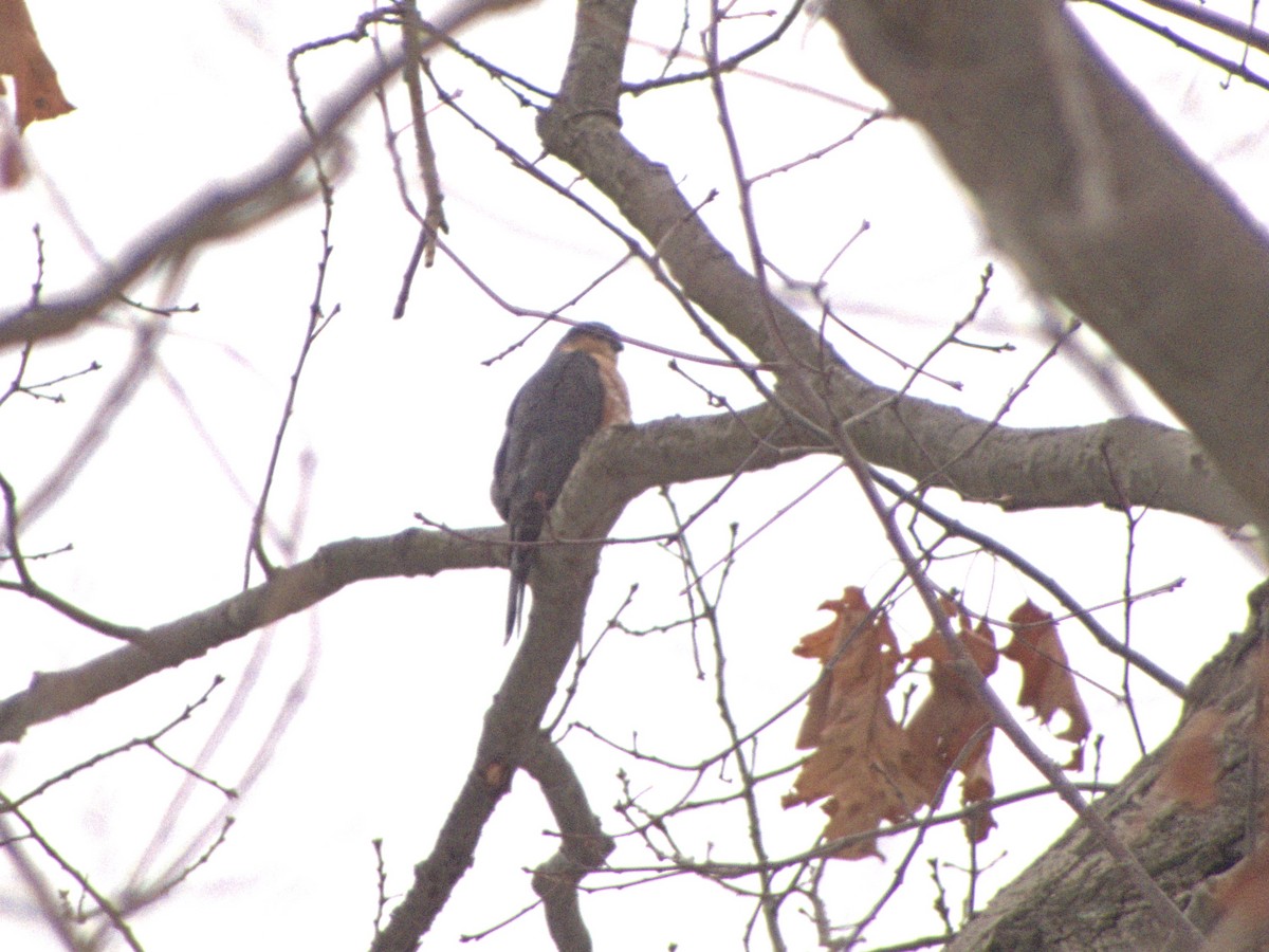 Sharp-shinned Hawk - ML646586273