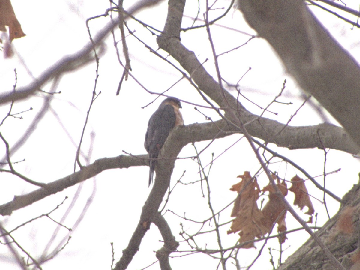 Sharp-shinned Hawk - ML646586274
