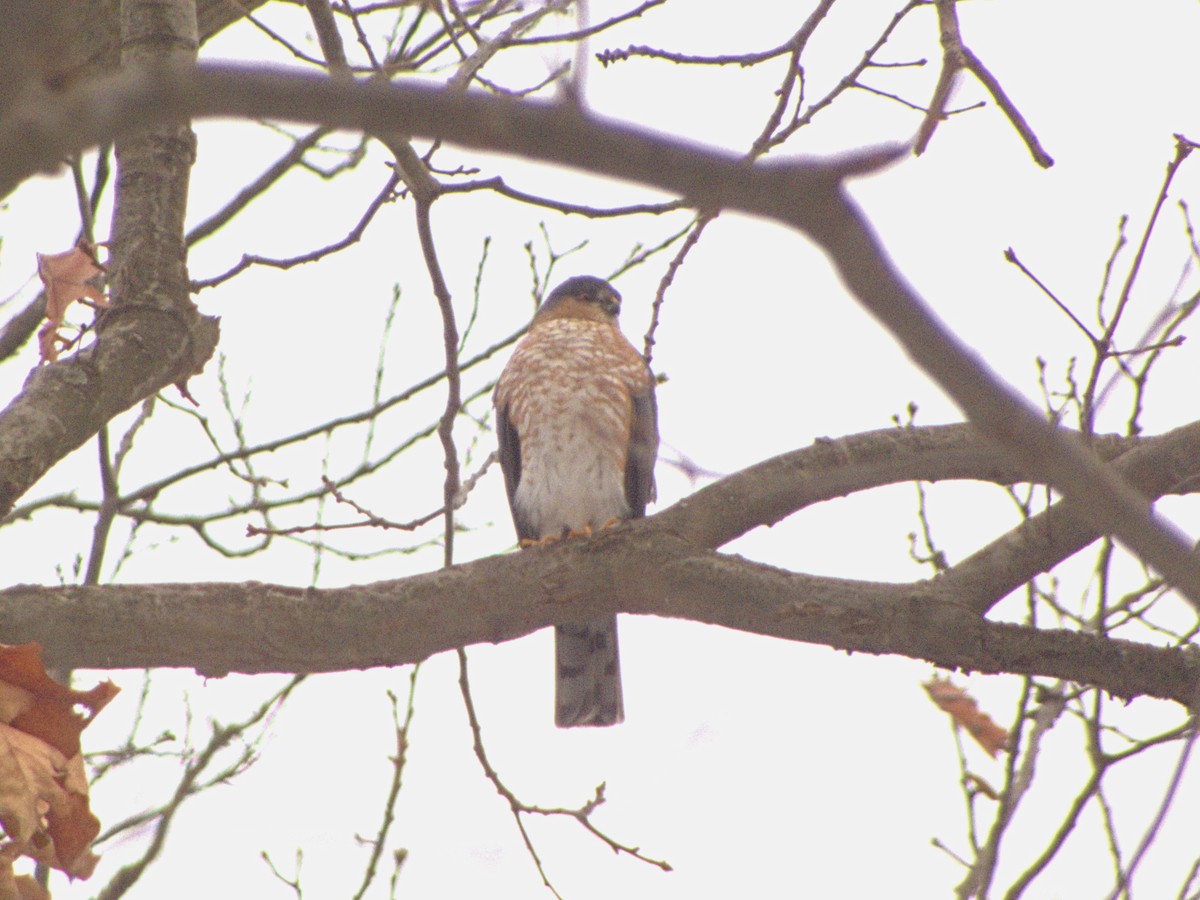 Sharp-shinned Hawk - ML646586275