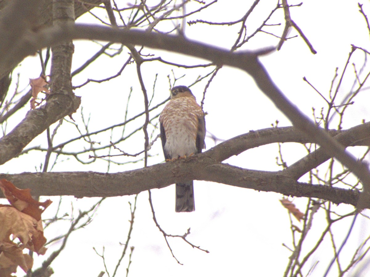 Sharp-shinned Hawk - ML646586276