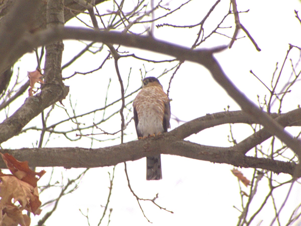 Sharp-shinned Hawk - ML646586277