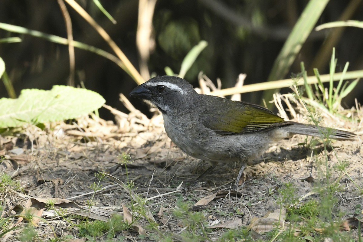 Yeşil Kanatlı Saltator - ML646586278