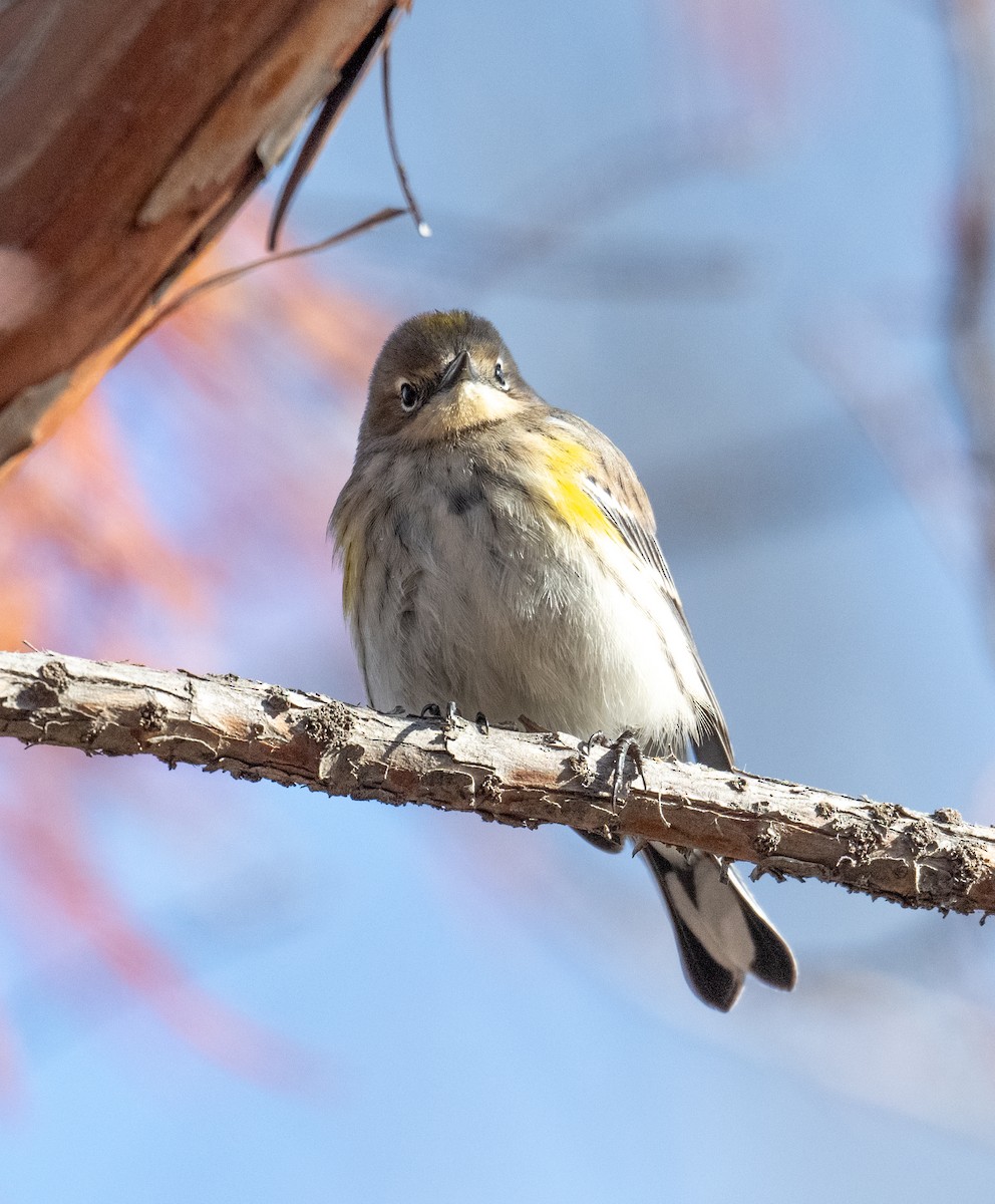 Yellow-rumped Warbler - ML646586296