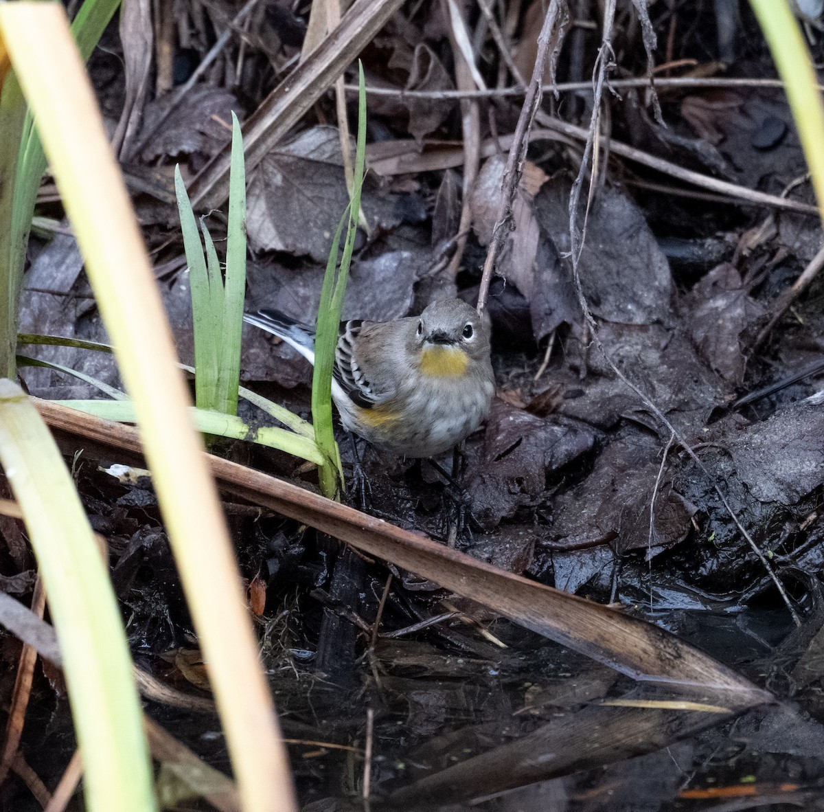 Yellow-rumped Warbler - ML646586297