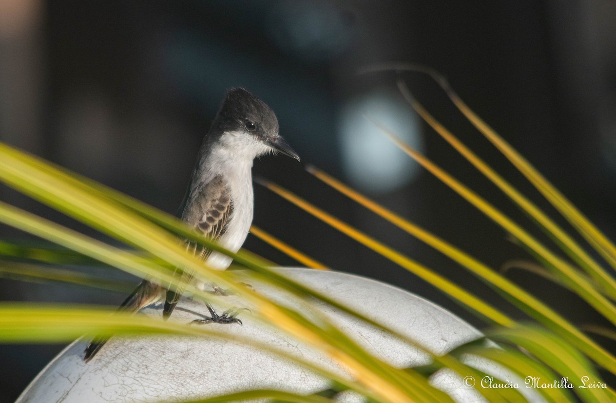 Тиран темноголовий - ML646586298