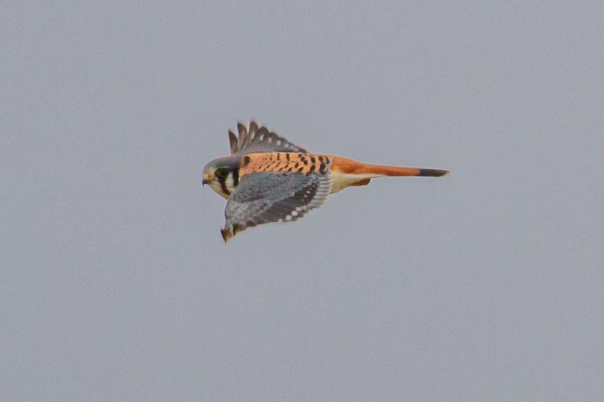 American Kestrel - ML646586300