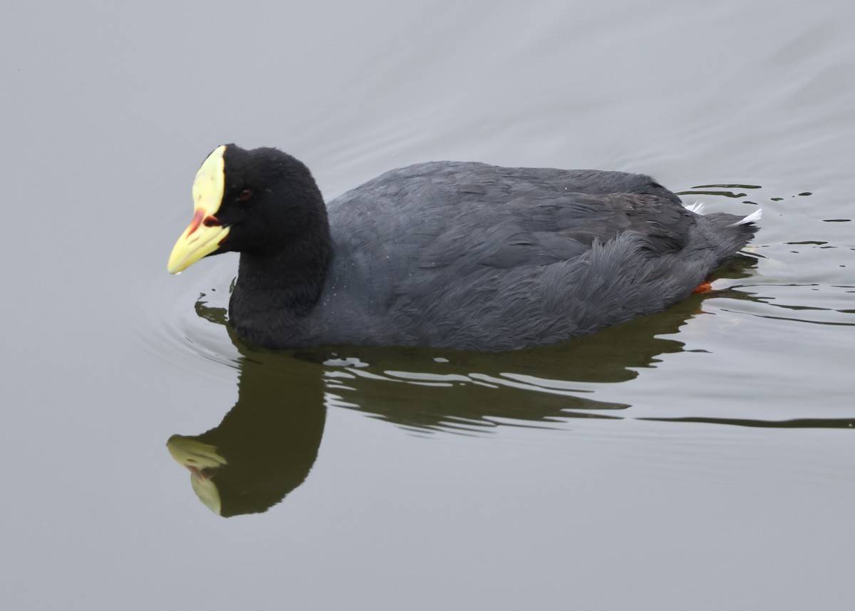 Gelbschnabel-Blässhuhn - ML646586302