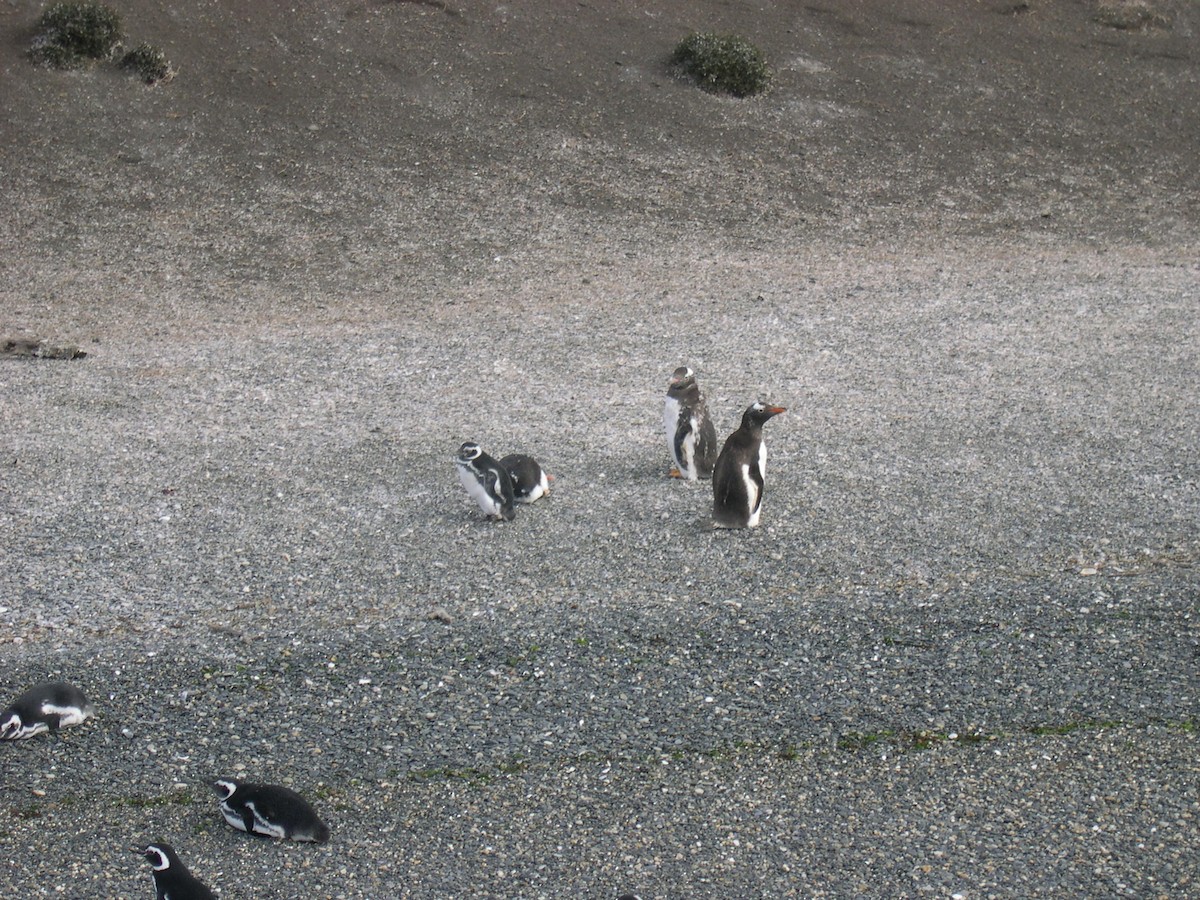 Gentoo Penguin - ML646586304