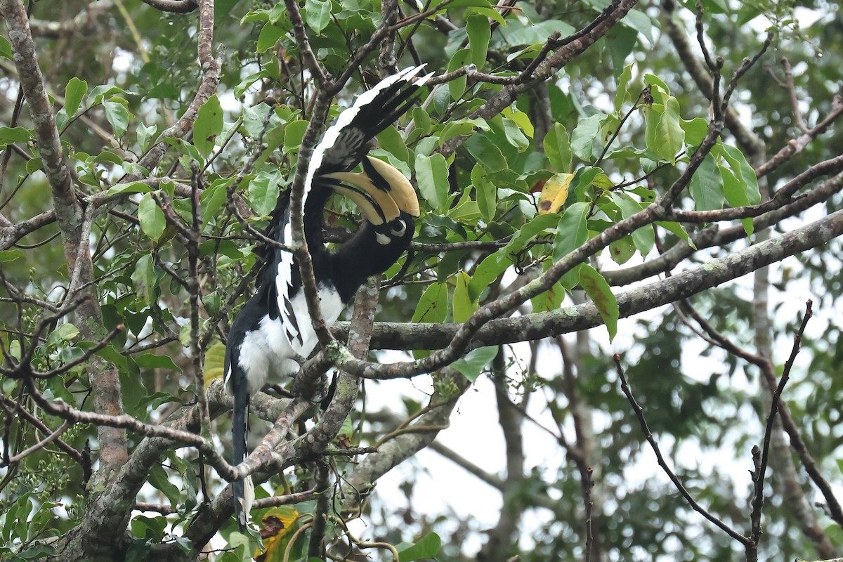 Oriental Pied-Hornbill - ML646586305