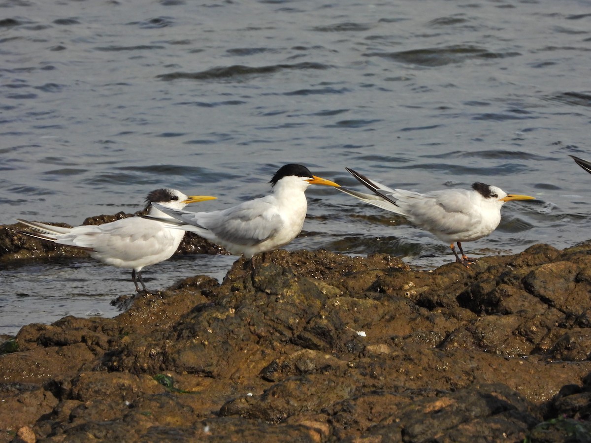 Sandwich Tern - ML646586306