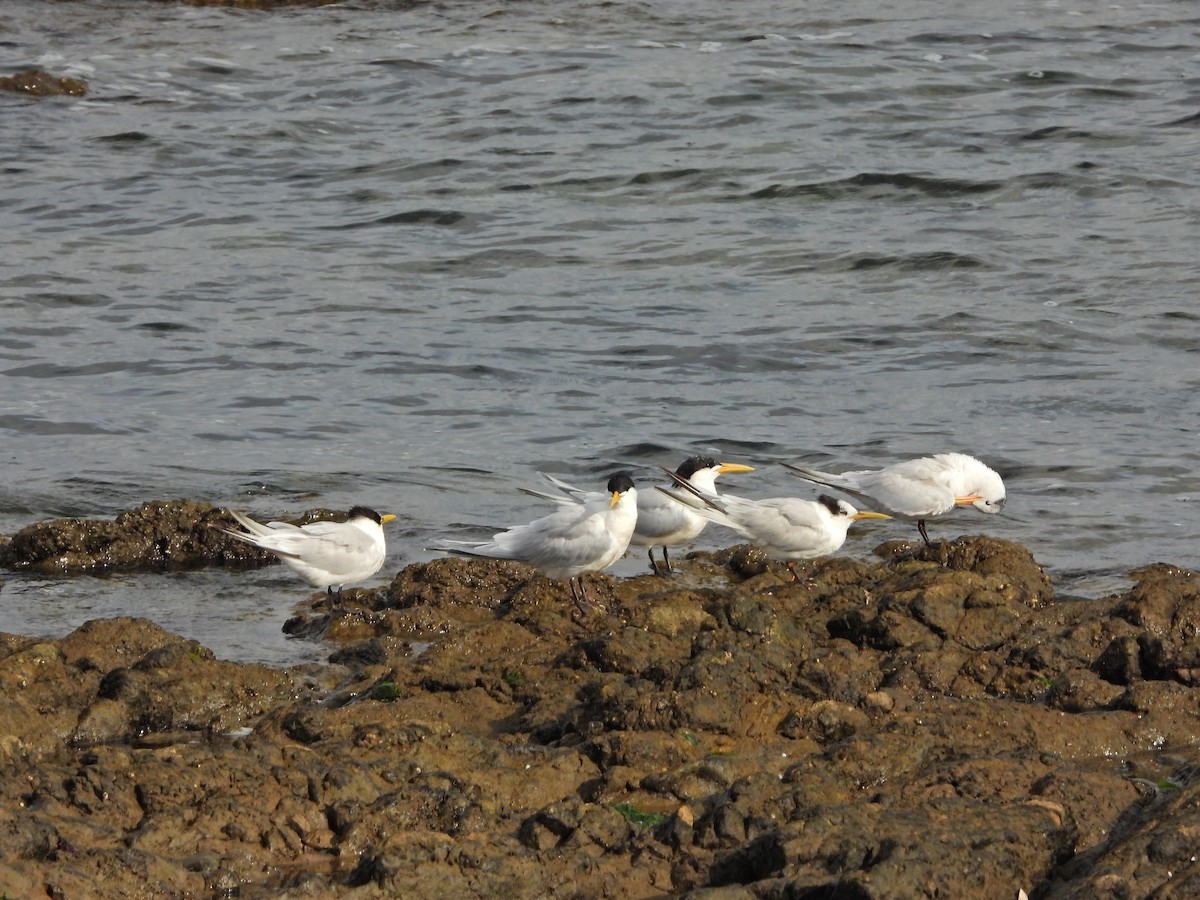 Sandwich Tern - ML646586307