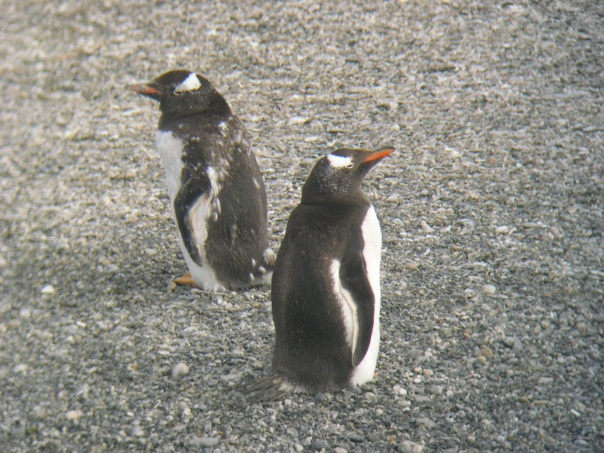 Gentoo Penguin - ML646586308