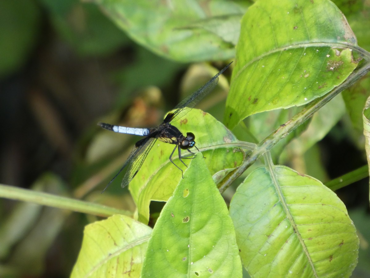 White-tailed Dragonlet - ML646586309