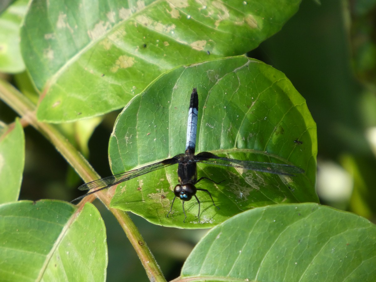 White-tailed Dragonlet - ML646586311