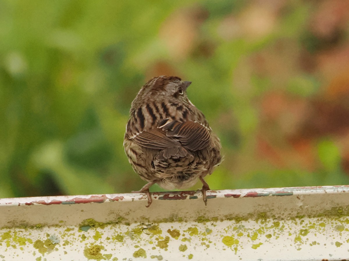 Song Sparrow - ML646586316