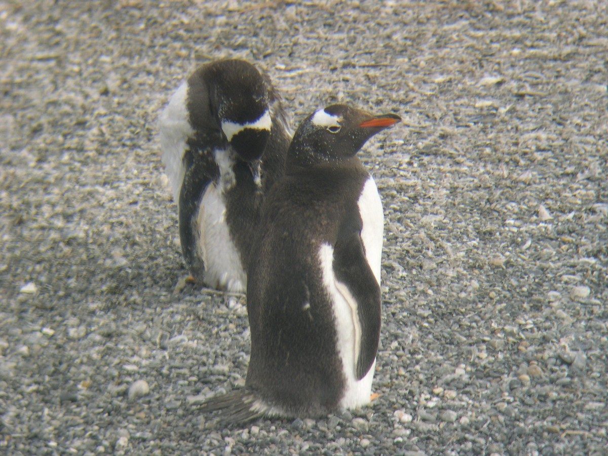 Gentoo Penguin - ML646586327
