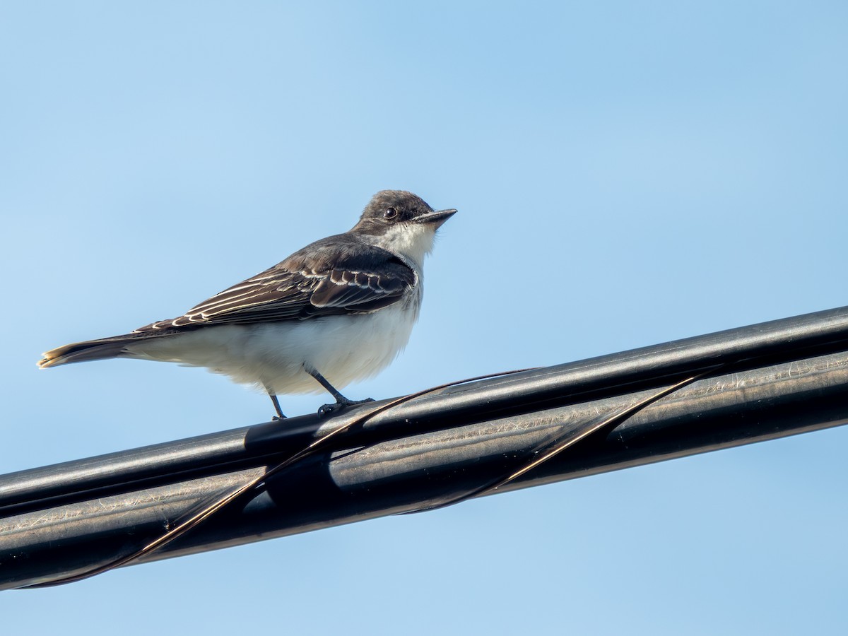 オウサマタイランチョウ - ML646586332