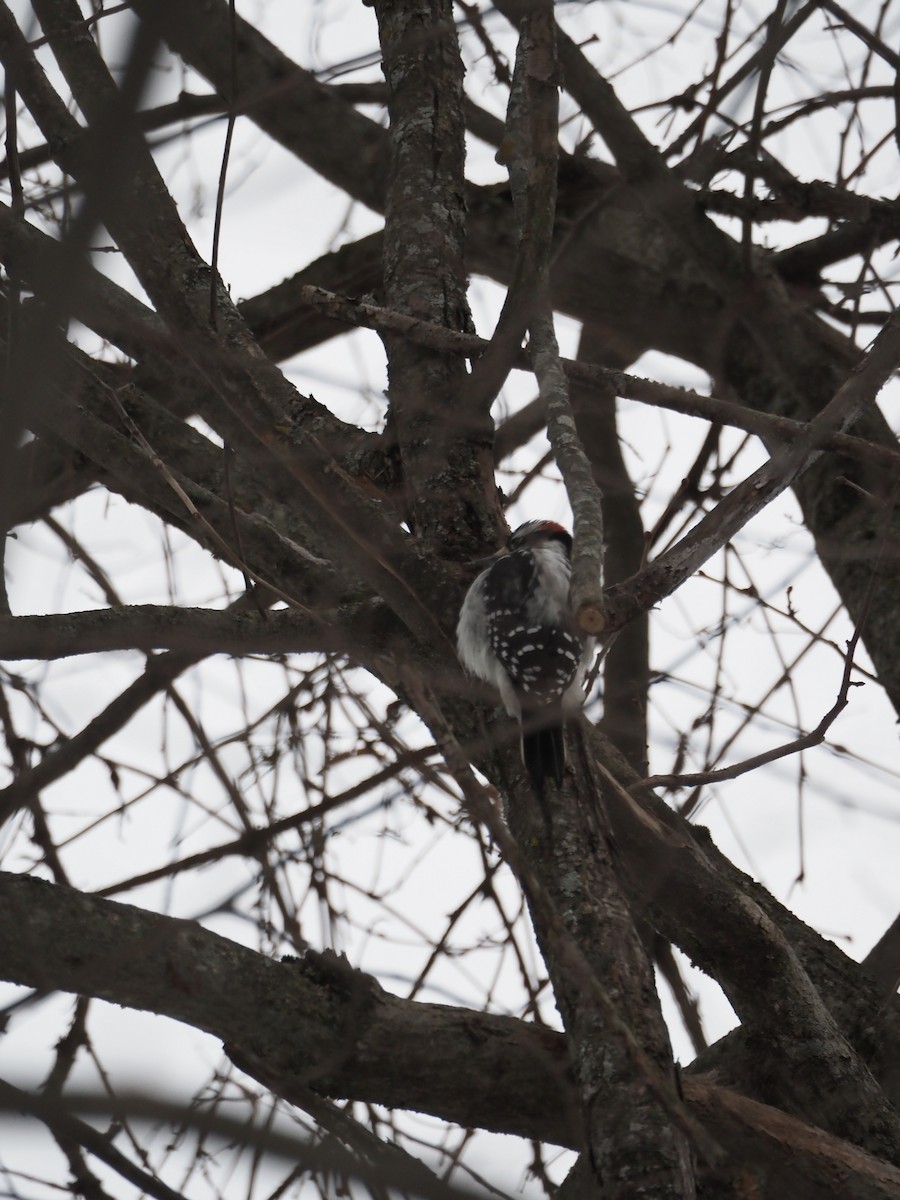 Hairy Woodpecker - ML646586333