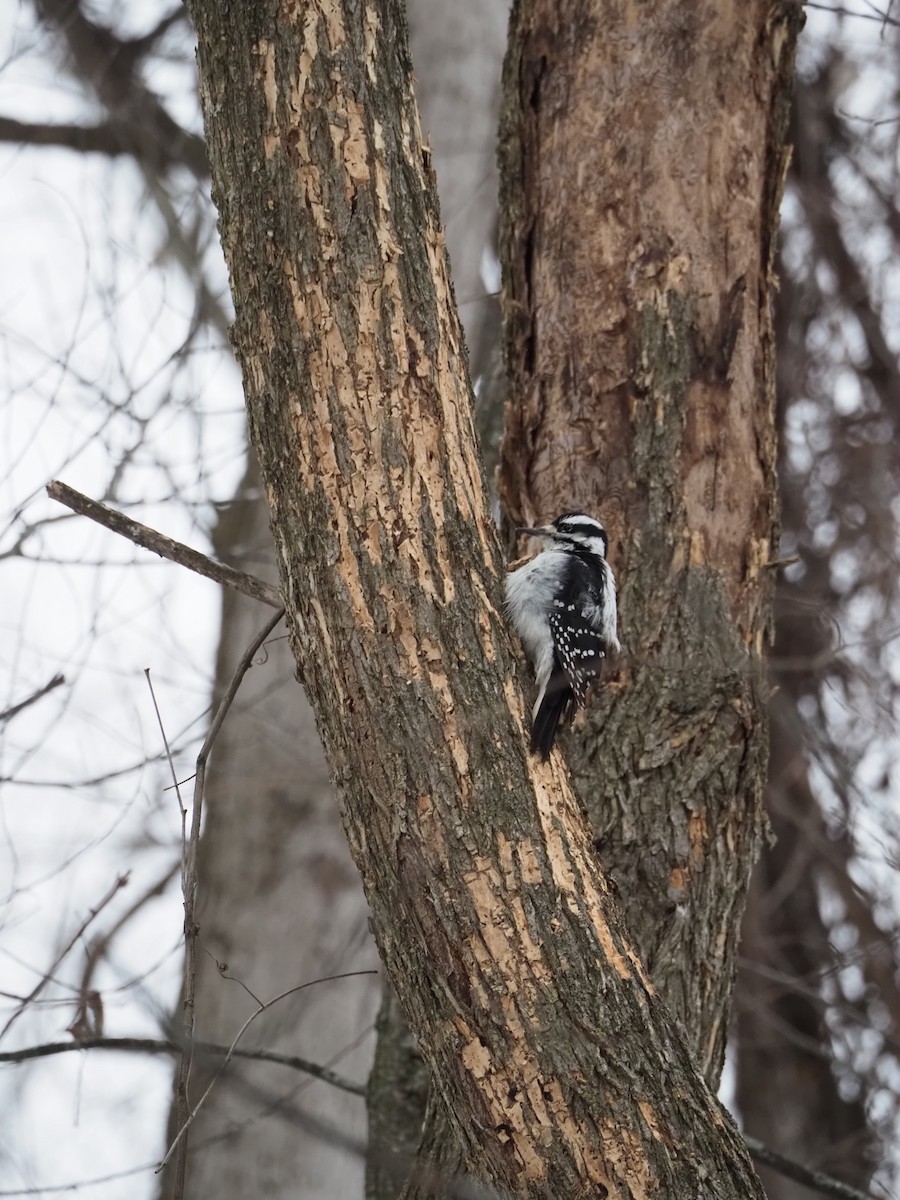 Hairy Woodpecker - ML646586334
