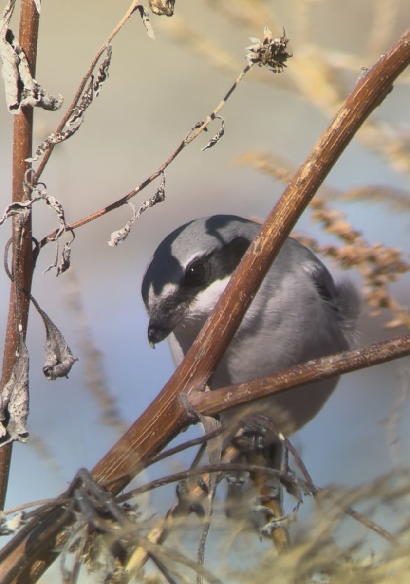 アメリカオオモズ - ML646586335