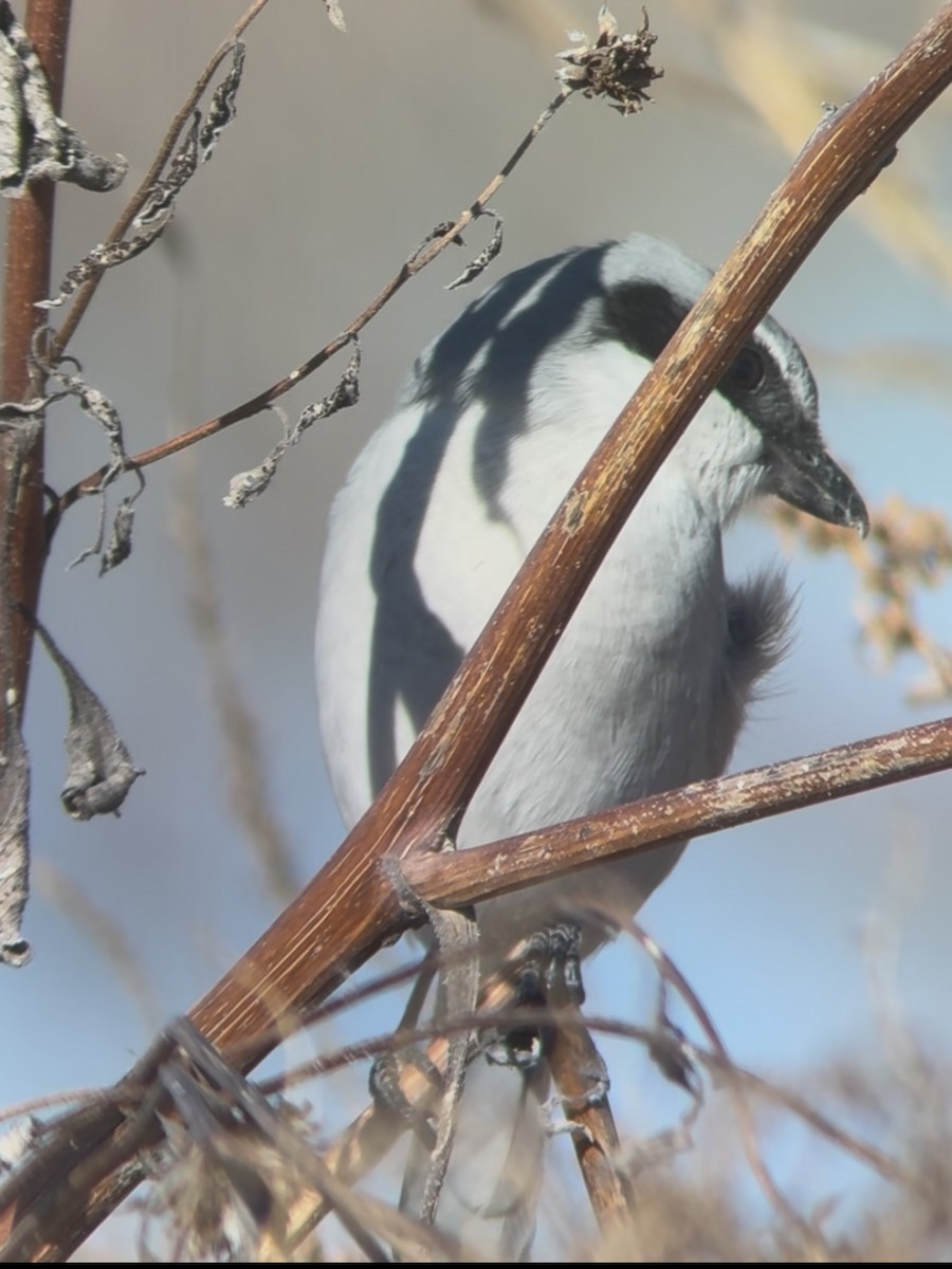 アメリカオオモズ - ML646586336