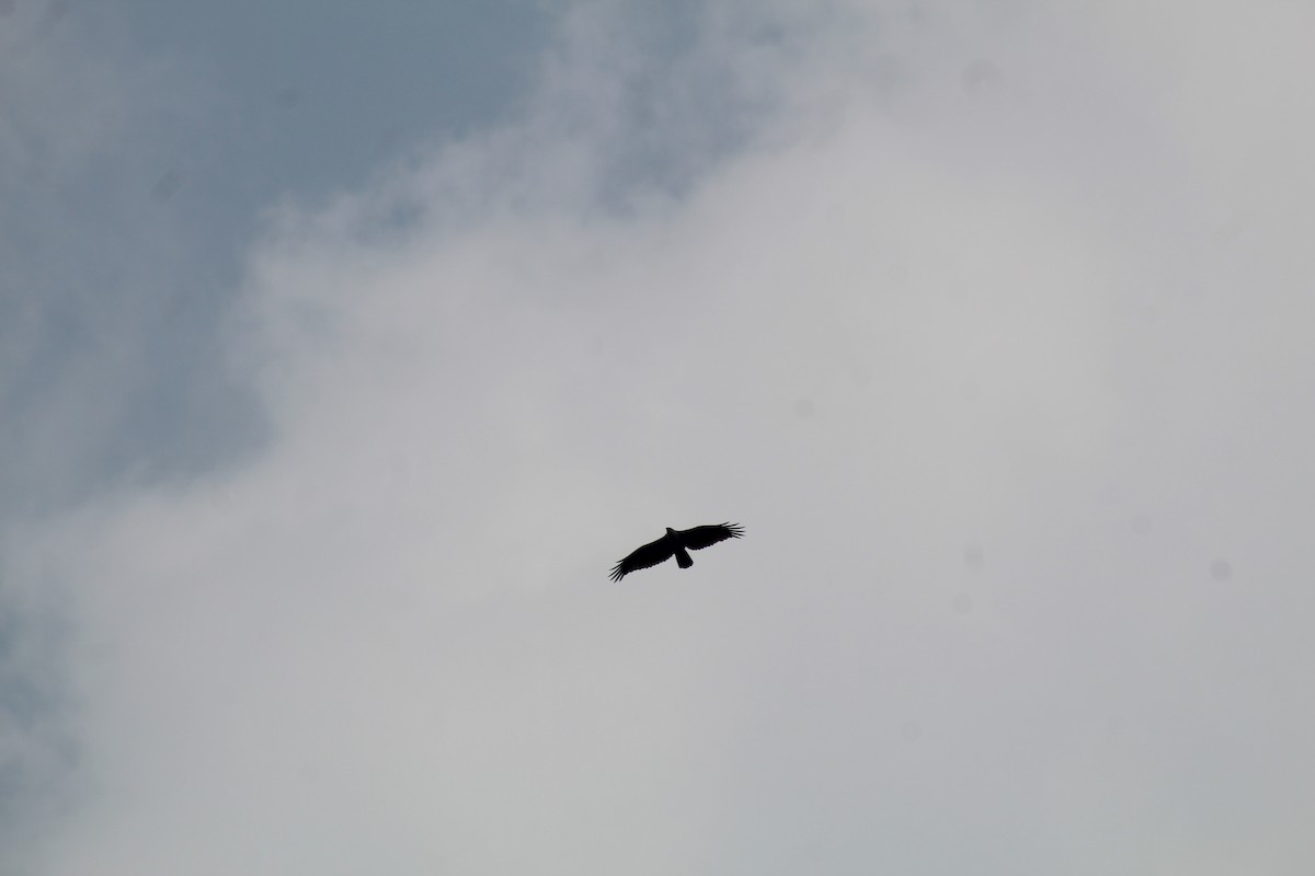 Brahminy Kite - ML646586345