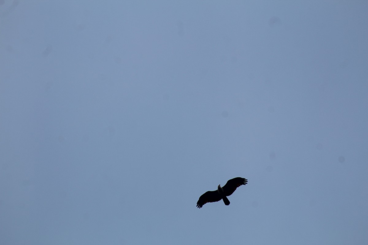 Brahminy Kite - ML646586346