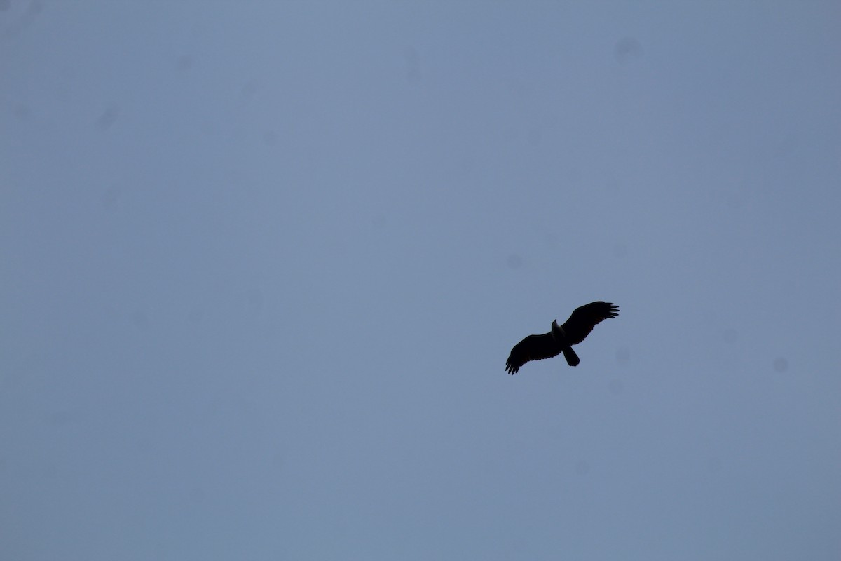 Brahminy Kite - ML646586347