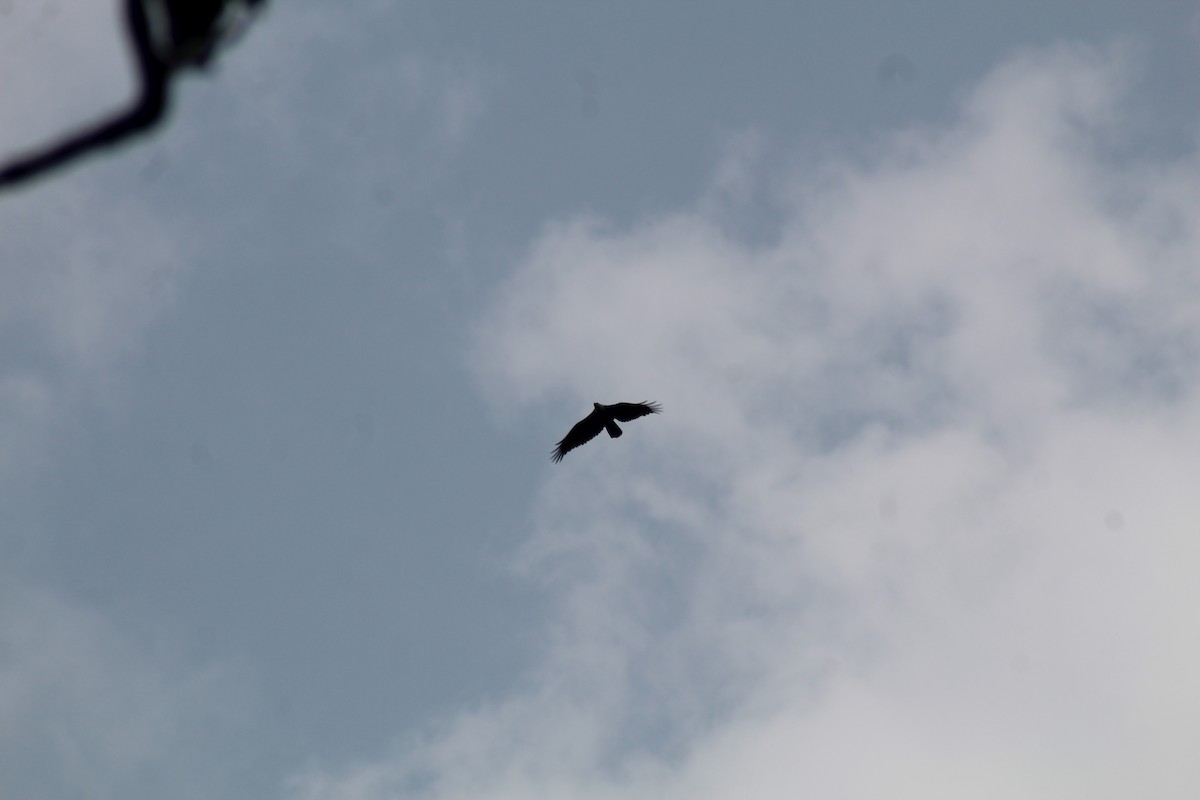 Brahminy Kite - ML646586348