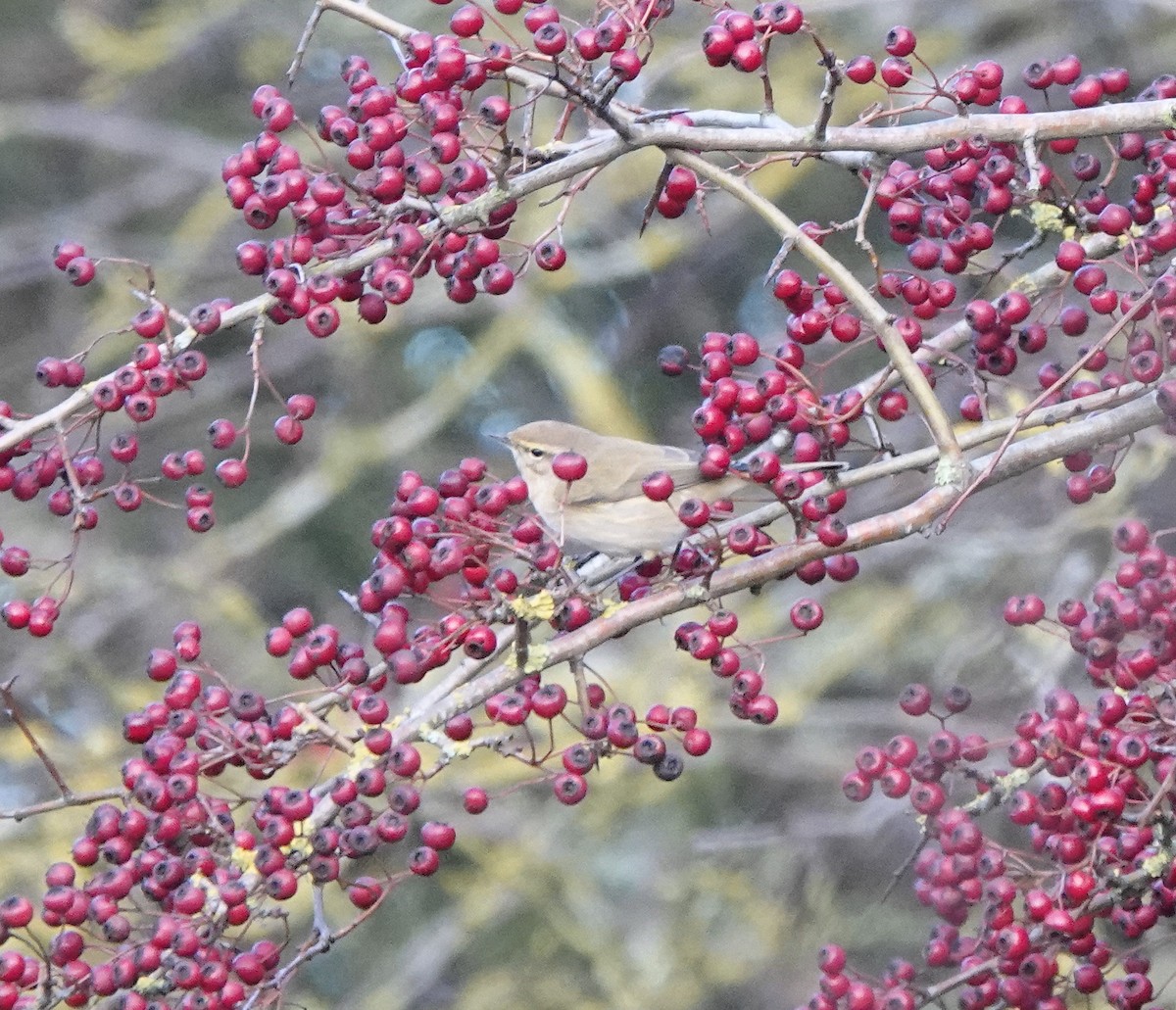 Zilpzalp - ML646586350