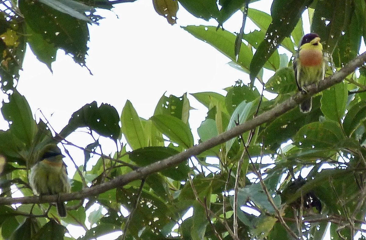 vousák žlutohrdlý - ML646586351