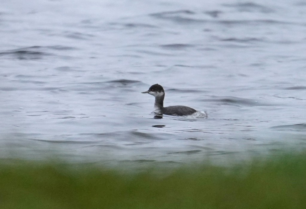 Grèbe à cou noir - ML646586354