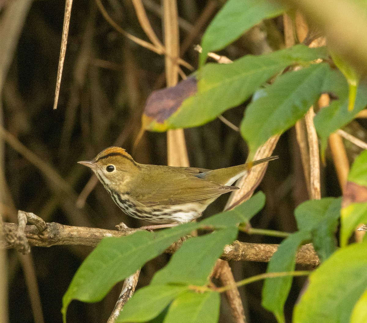Ovenbird - ML646586355